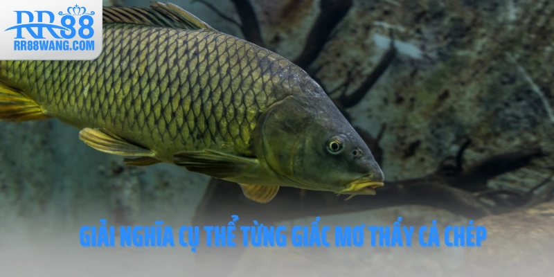 Giải nghĩa cụ thể từng giấc mơ thấy cá chép