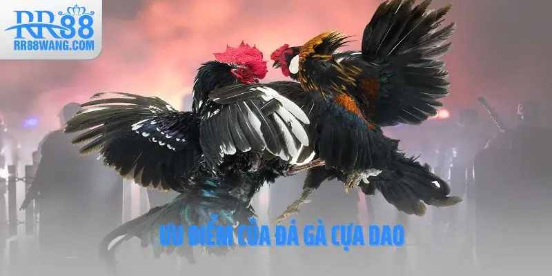 Ưu điểm của đá gà cựa dao