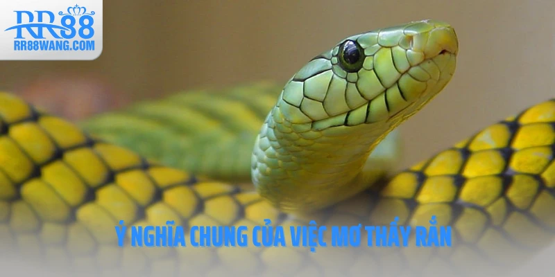 Ý nghĩa chung của việc mơ thấy rắn